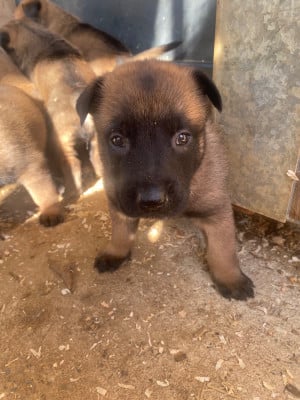 Les chiots de Berger Belge