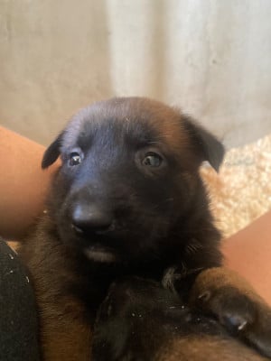 Les chiots de Berger Belge