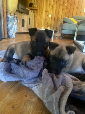 Les chiots de Berger Belge