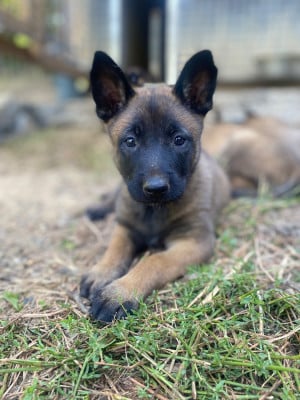 Les chiots de Berger Belge