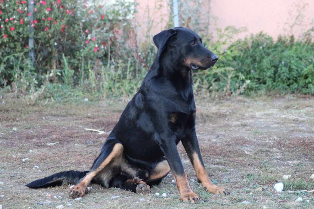 Ti-thor Du Grand Buech