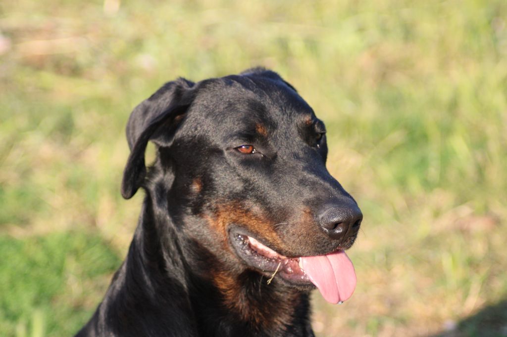 Ti-thor Du Grand Buech