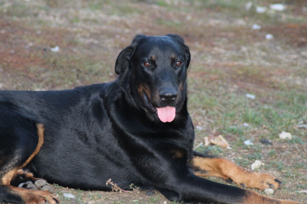 Ti-thor Du Grand Buech