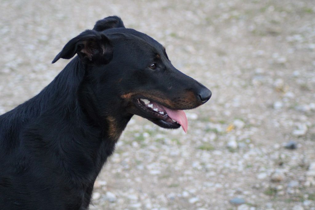 Una du serment des brumes