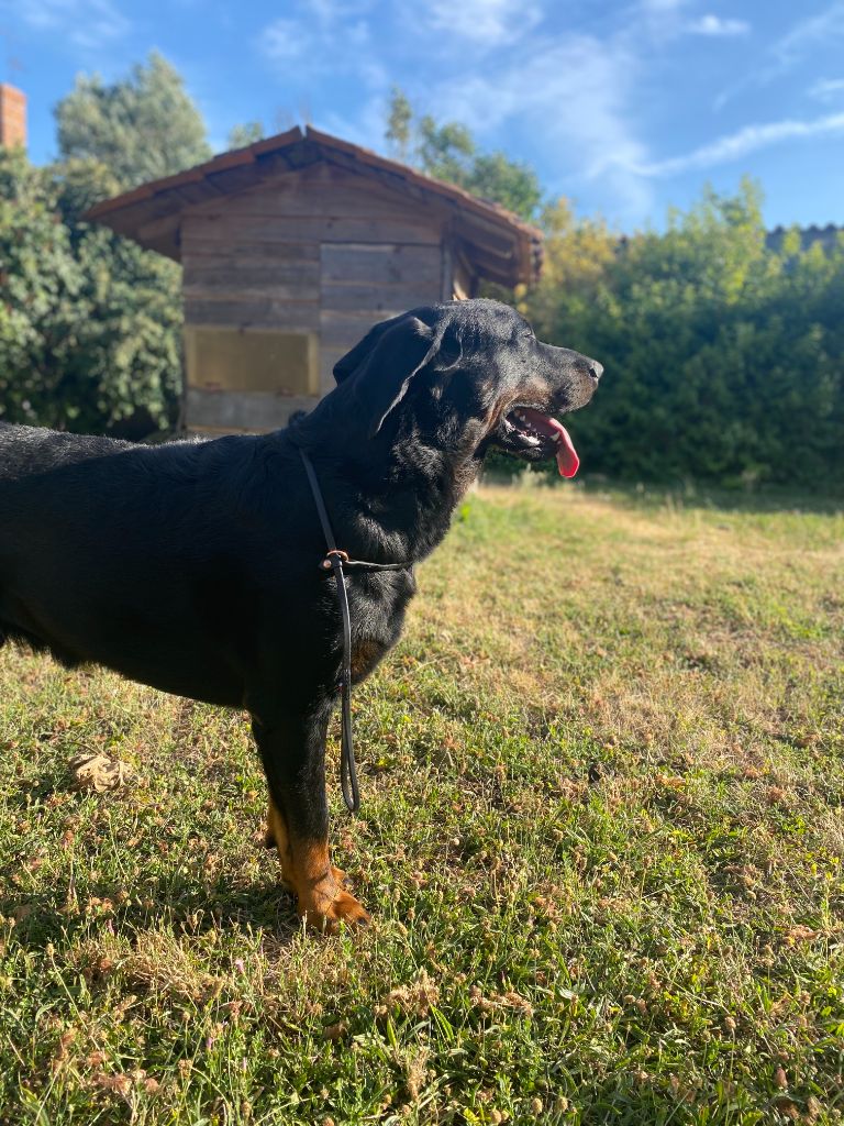 Ti-thor Du Grand Buech