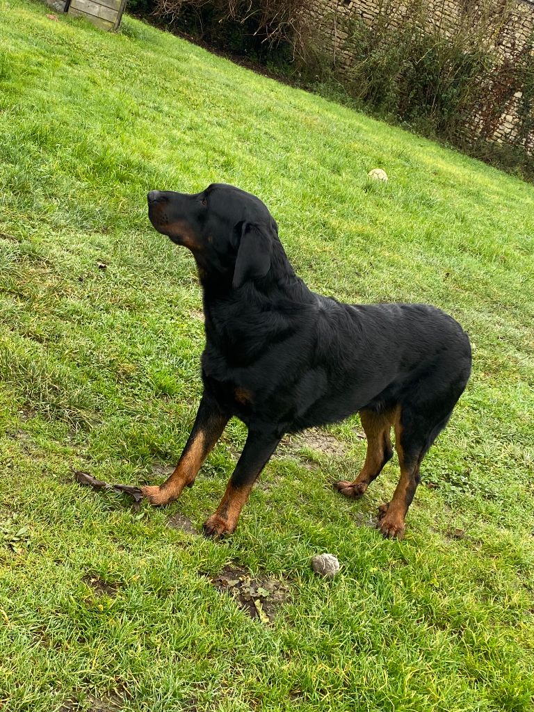 Ti-thor Du Grand Buech