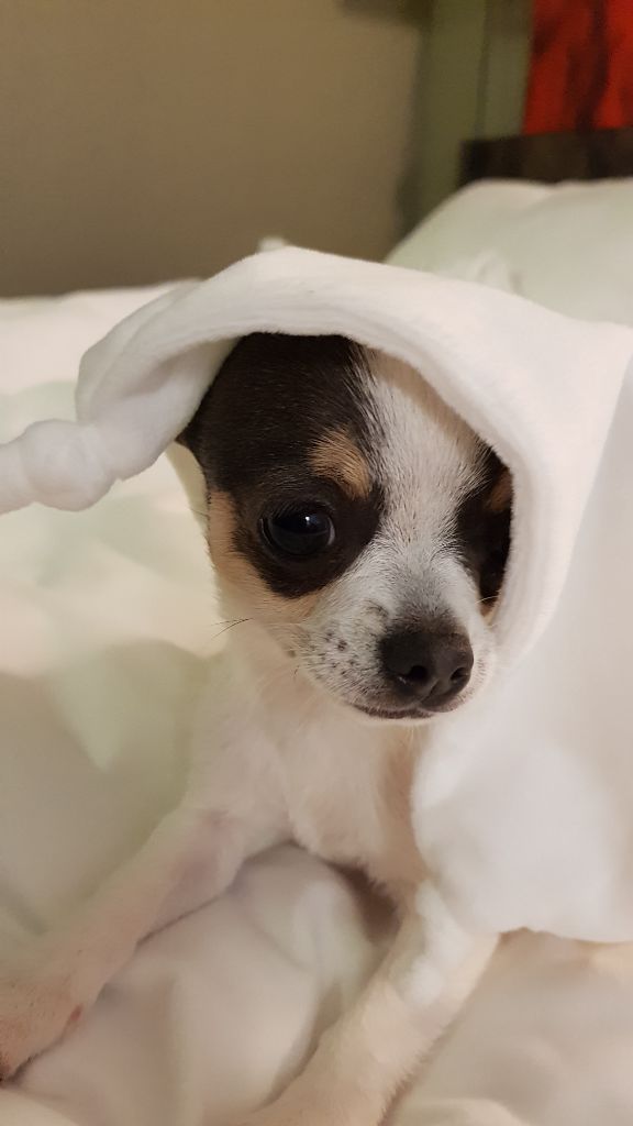 Publication : Du Secret Des Dieux