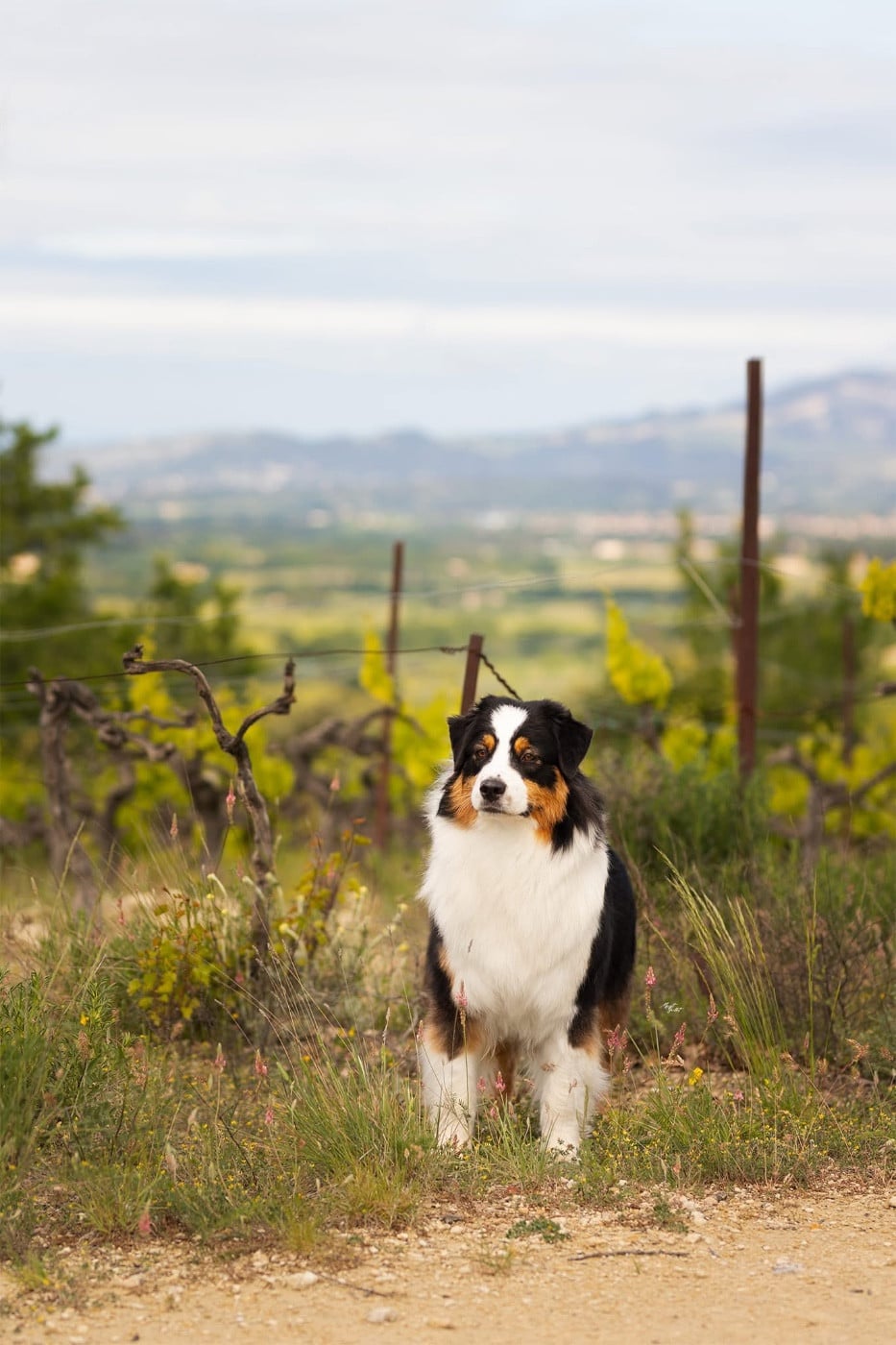 Kodaline Undisclosed desire