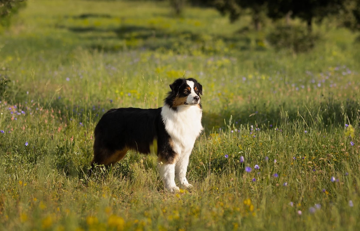 Kodaline Undisclosed desire