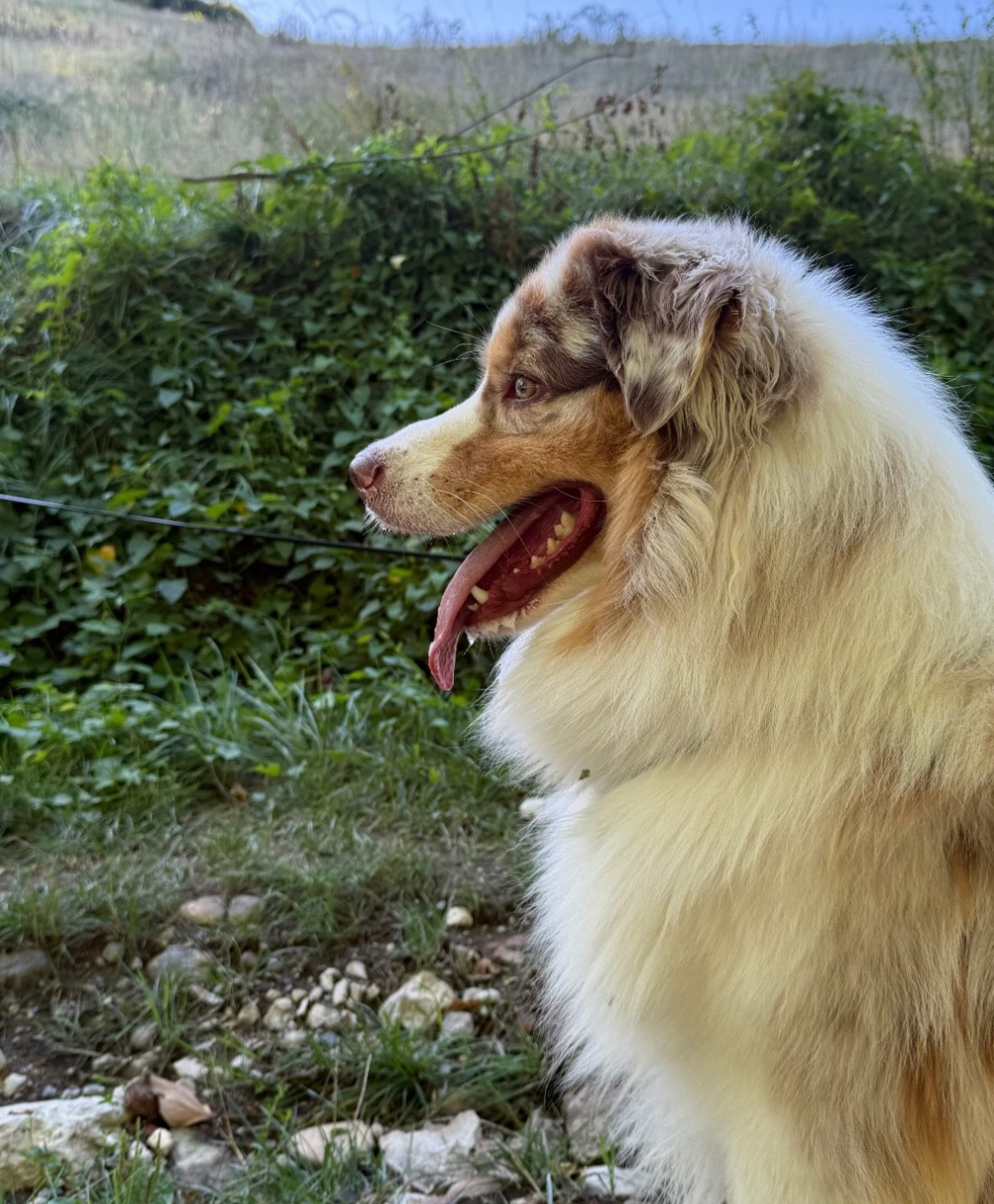 Kodaline Versant sud