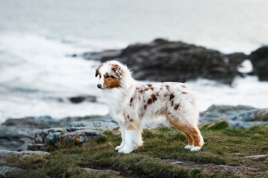 Everest for kodaline & aboreal @ Mystic Fire