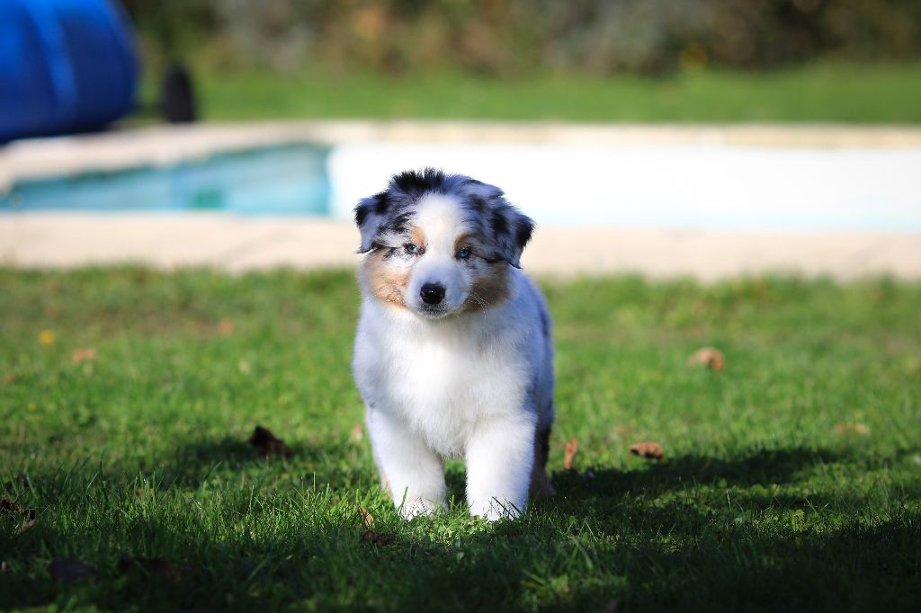 SAÏKO BLUE DESIGNED DREAM