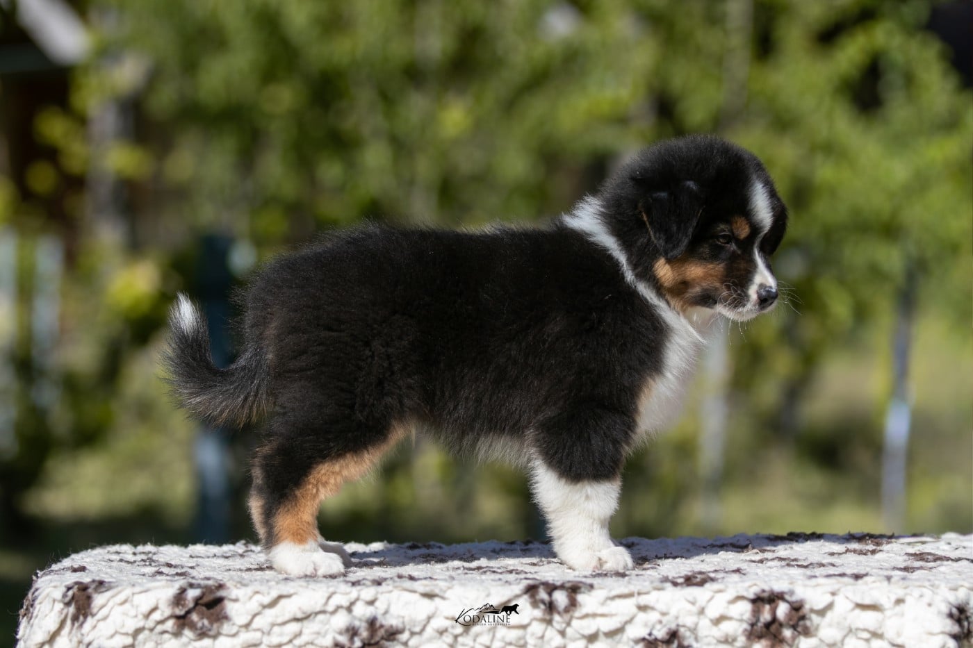 Kodaline Bishorn "Bobby"
