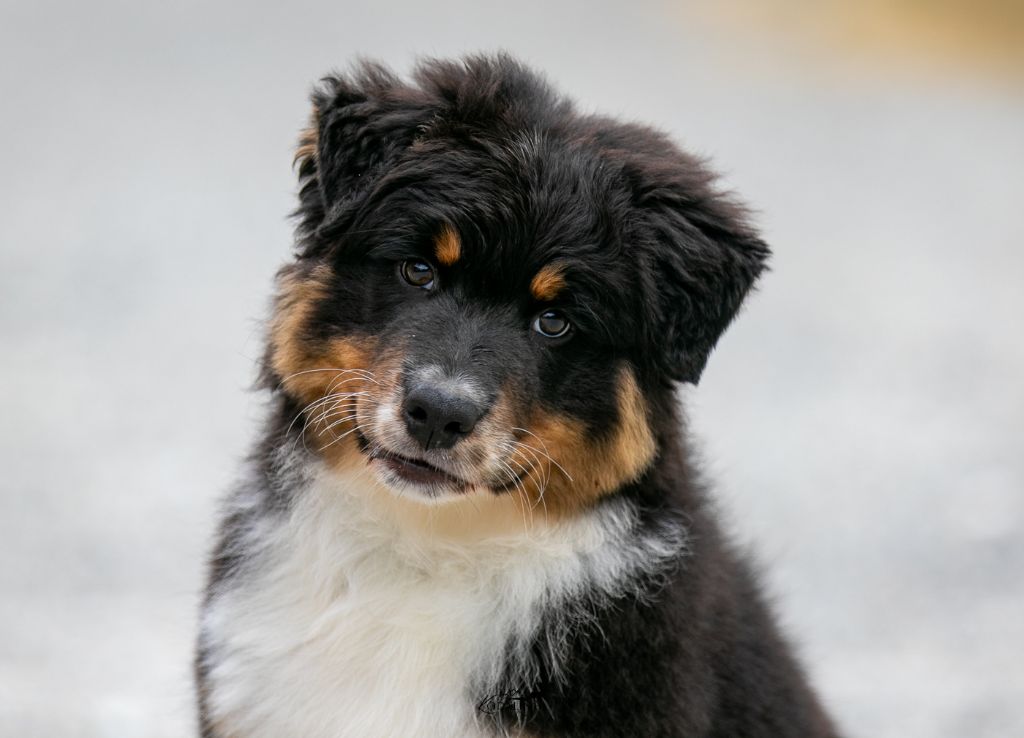 Aube du Ventoux dit "Ventoux"