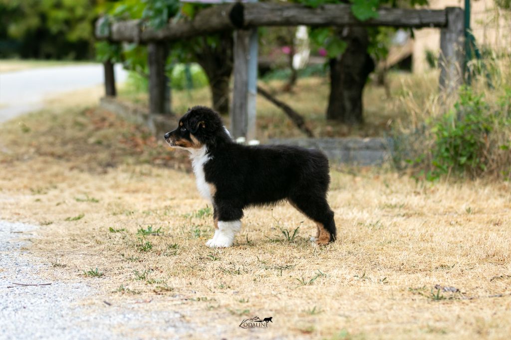 Aube du Ventoux dit "Ventoux"