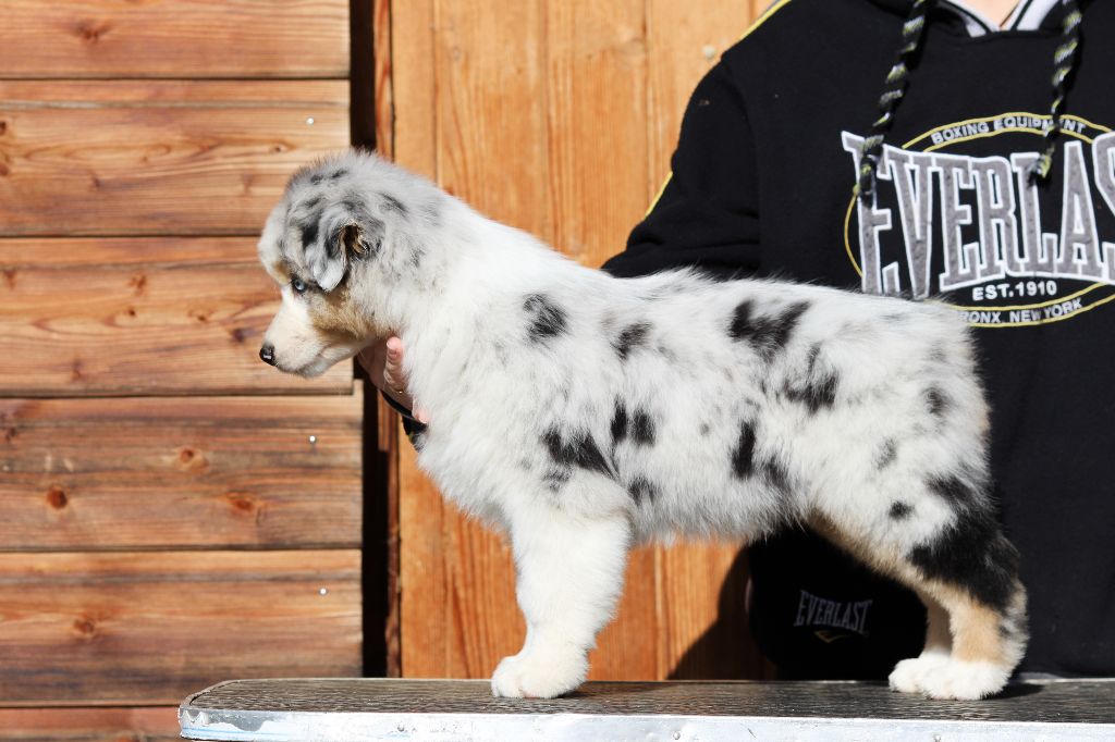 SAÏKO BLUE DESIGNED DREAM