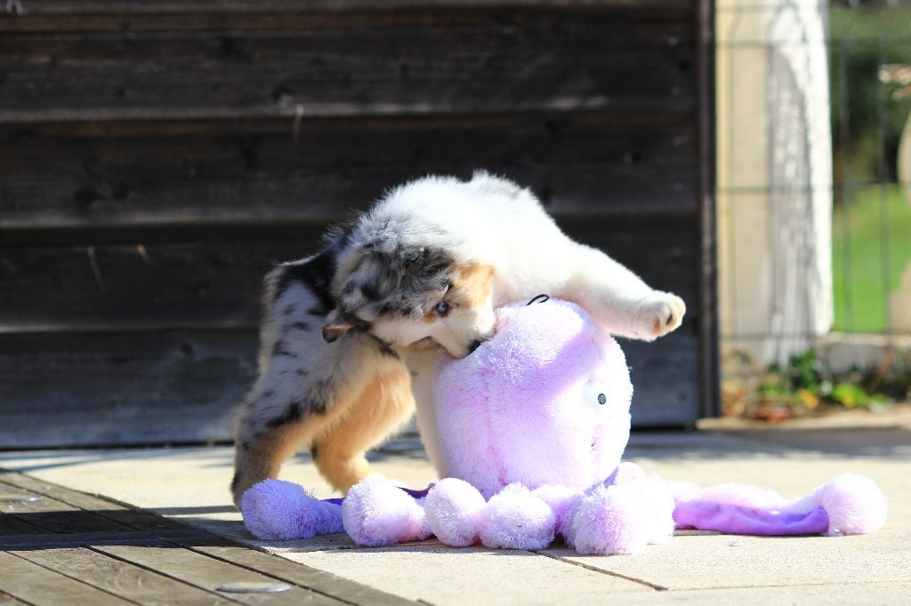 SAÏKO BLUE DESIGNED DREAM