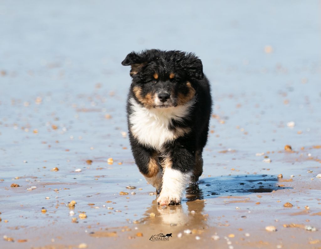Aube du Ventoux dit "Ventoux"