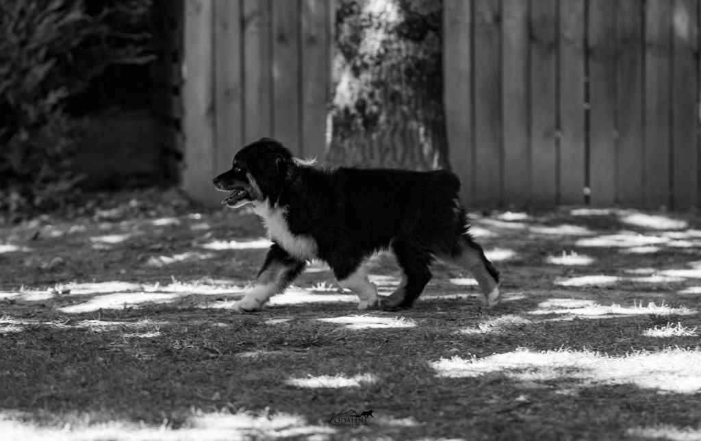 Aube du Ventoux dit "Ventoux"