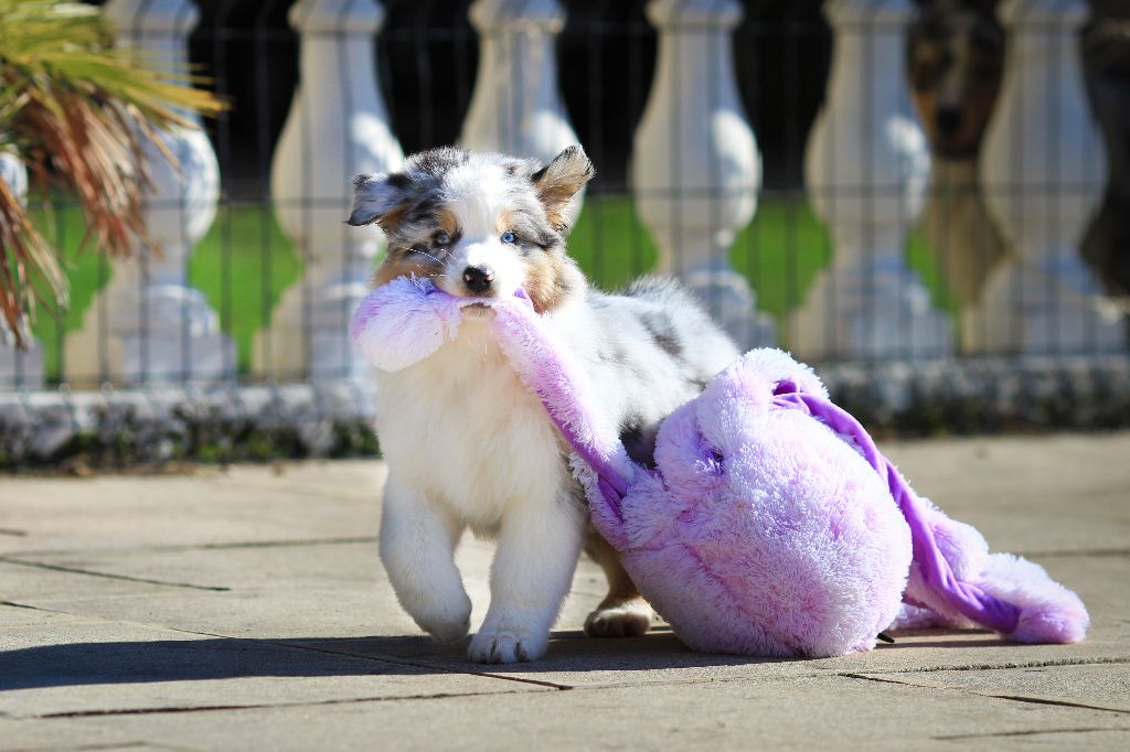 SAÏKO BLUE DESIGNED DREAM