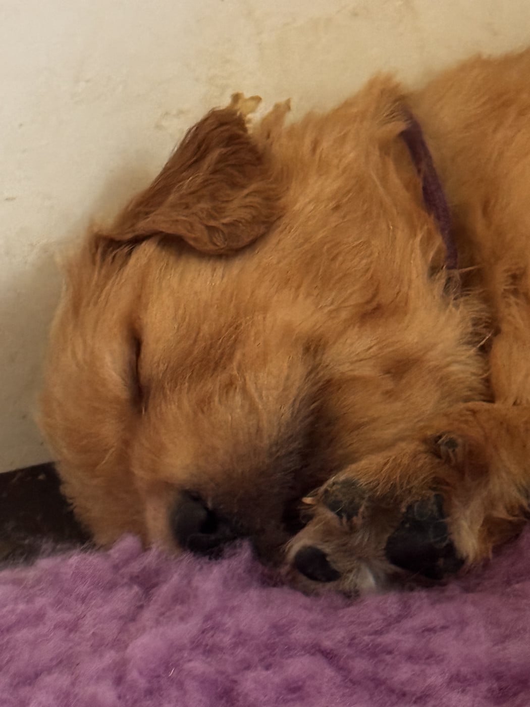 Chiot N°1 - Golden Retriever