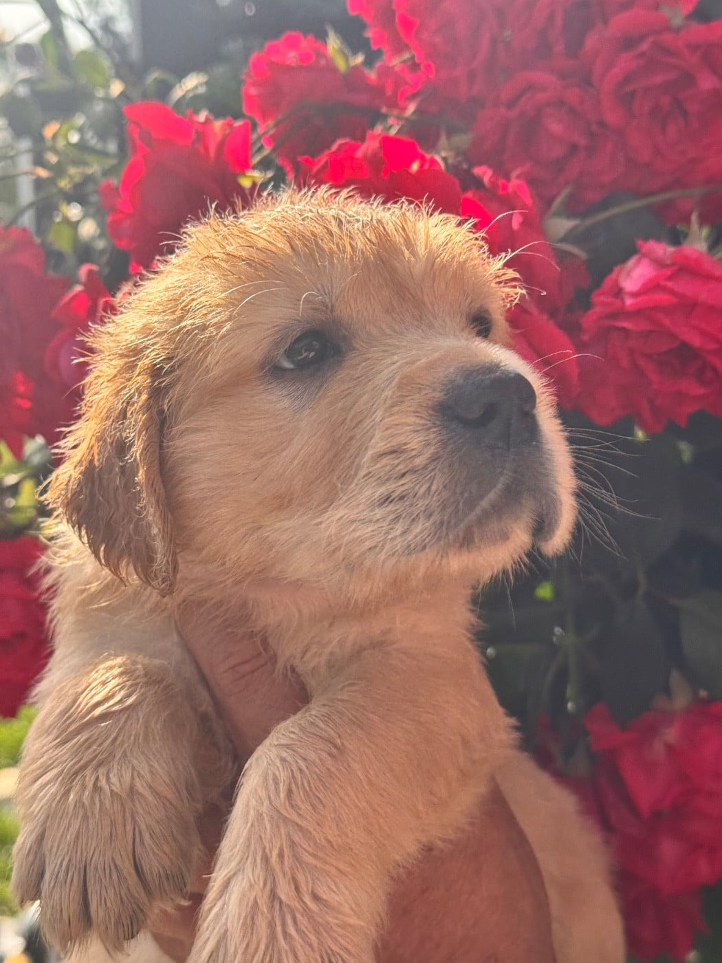 Golden Retriever - A Star Is Born