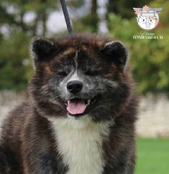 Publication : Tenshi Sakura Ai Auteur : Sonia Valenti