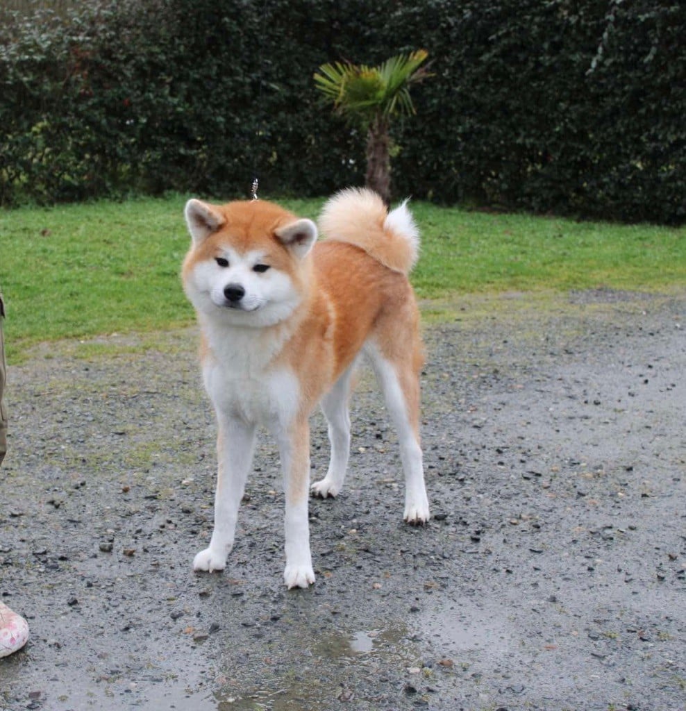 V'emiko go Tenshi Sakura Ai