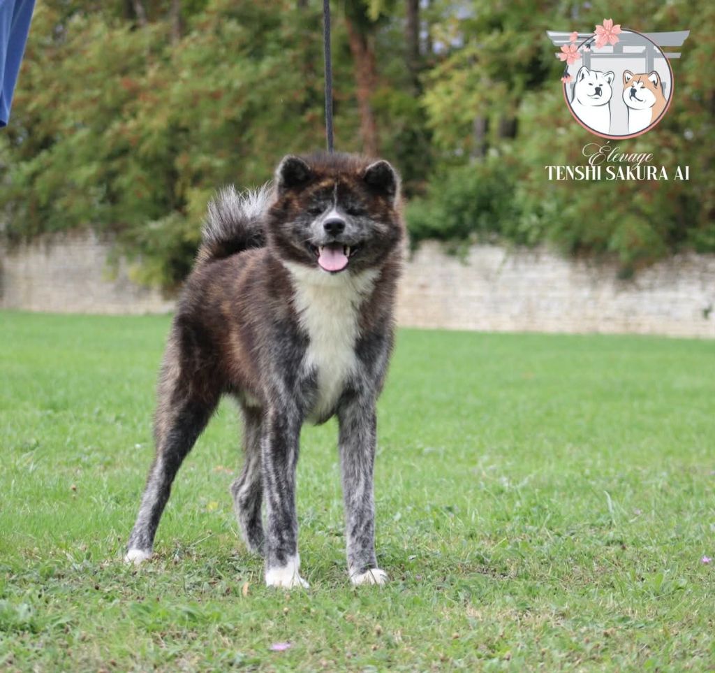 Publication : Tenshi Sakura Ai Auteur : Sonia Valenti