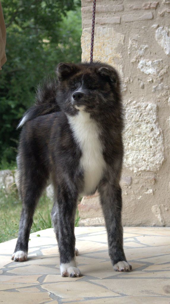 Publication : Tenshi Sakura Ai Auteur : Sonia Valenti