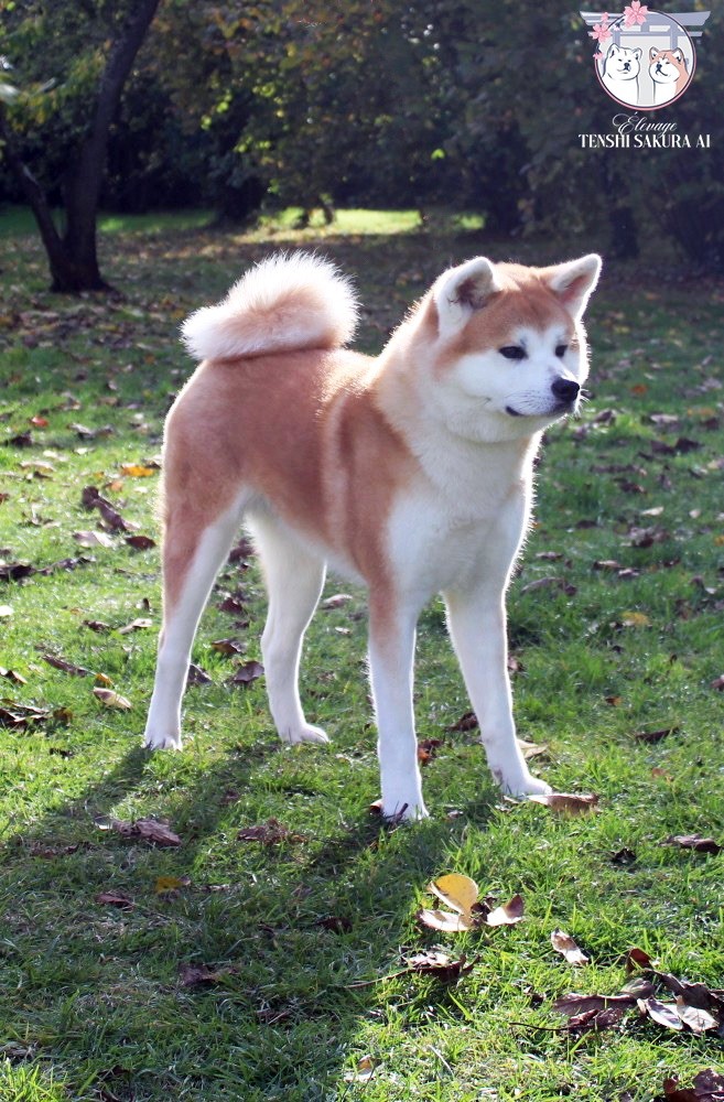 V'emiko go Tenshi Sakura Ai