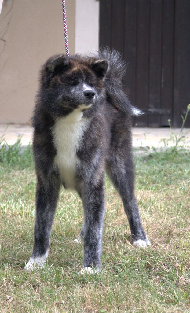 Publication : Tenshi Sakura Ai Auteur : Sonia Valenti