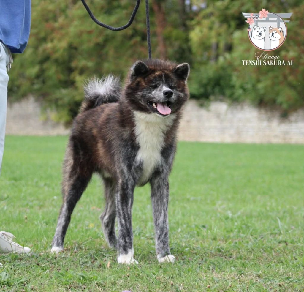 Publication : Tenshi Sakura Ai Auteur : Sonia Valenti