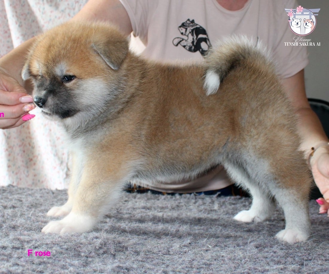 Suki