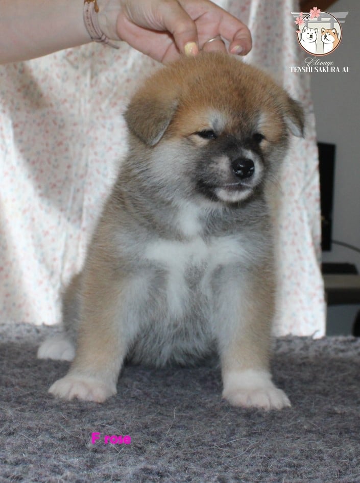 Suki