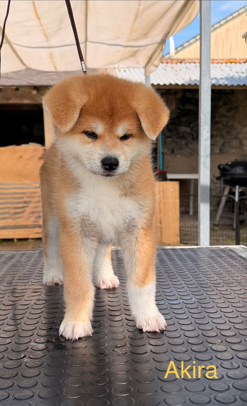 Akira