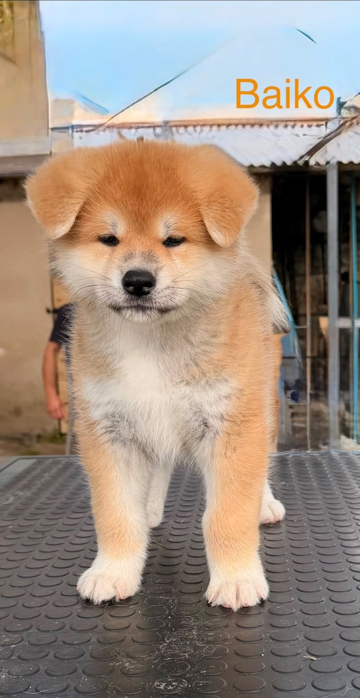 Baiko
