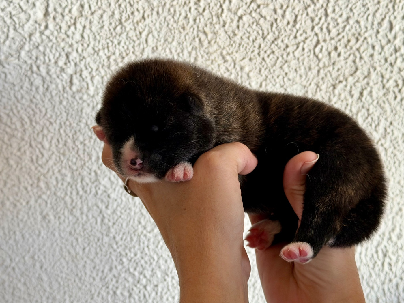 CHIOT 1