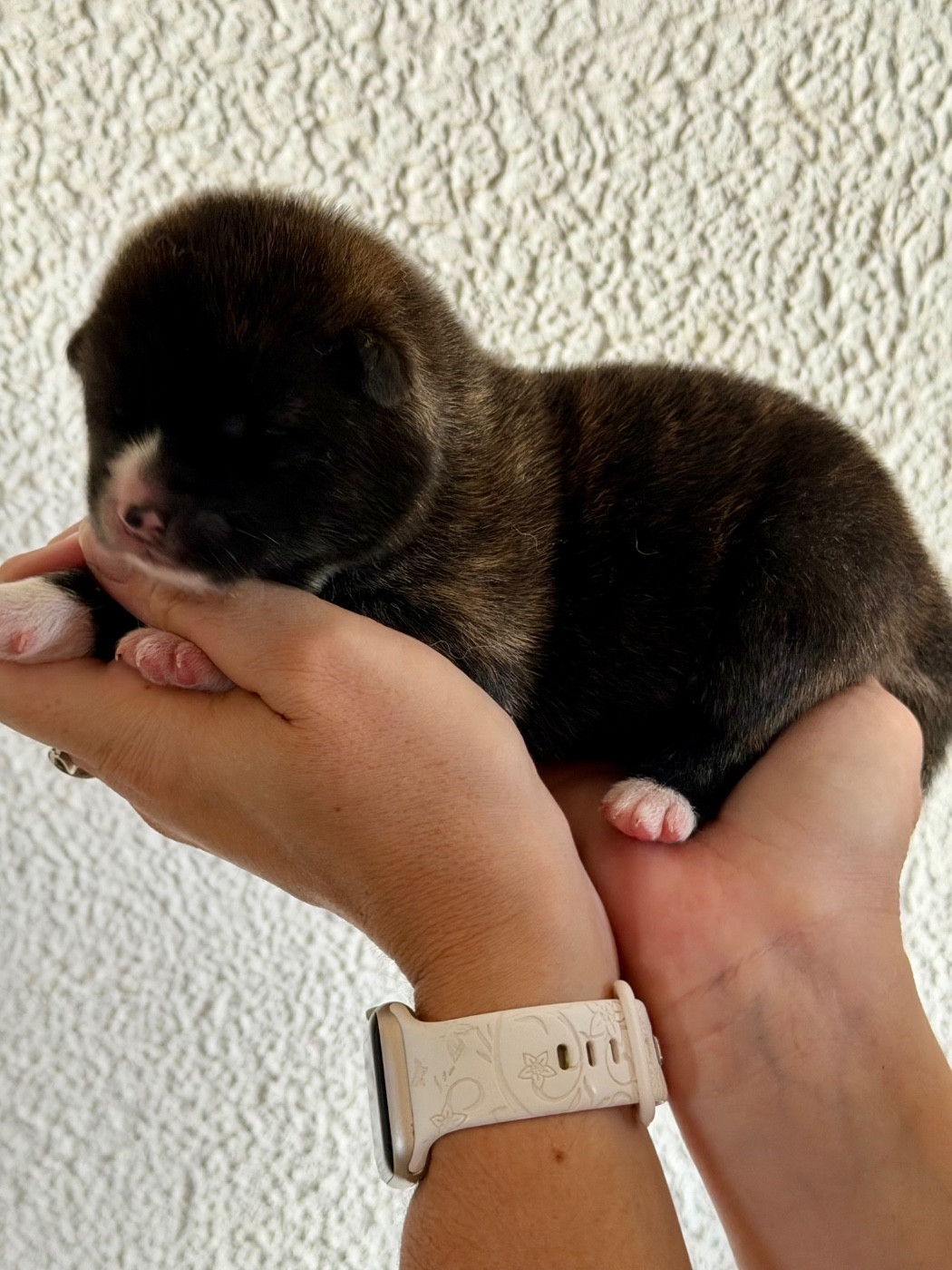 CHIOT 1
