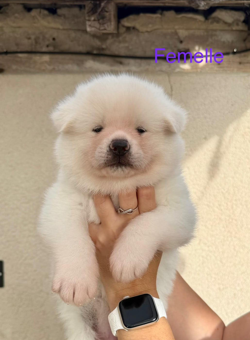 CHIOT 1 - Akita