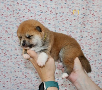 Les chiots de Akita