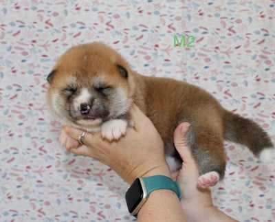 Les chiots de Akita