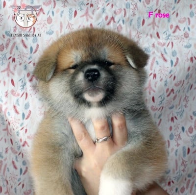Les chiots de Akita