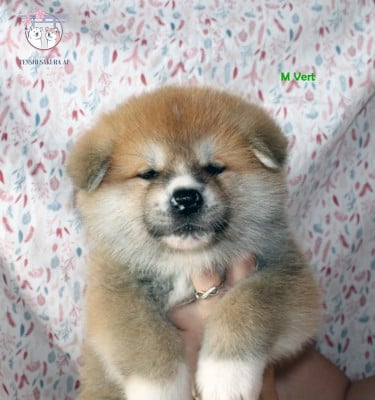 Les chiots de Akita