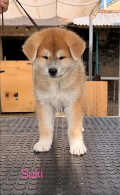 Les chiots de Akita