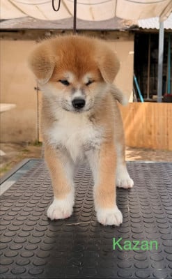 Les chiots de Akita