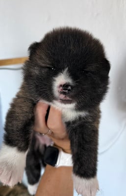 Les chiots de Akita