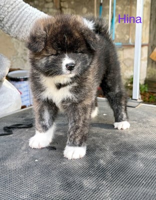 Les chiots de Akita