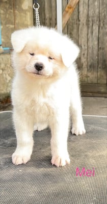 Les chiots de Akita