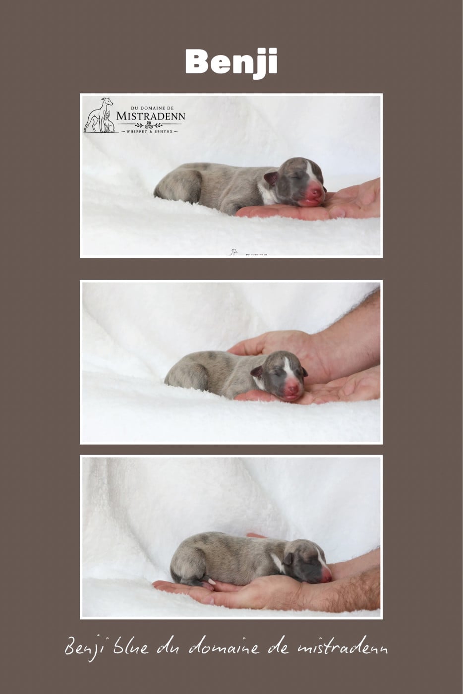 Benji blue - Whippet
